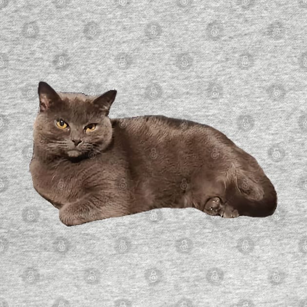 Grey cat resting by FlossOrFi